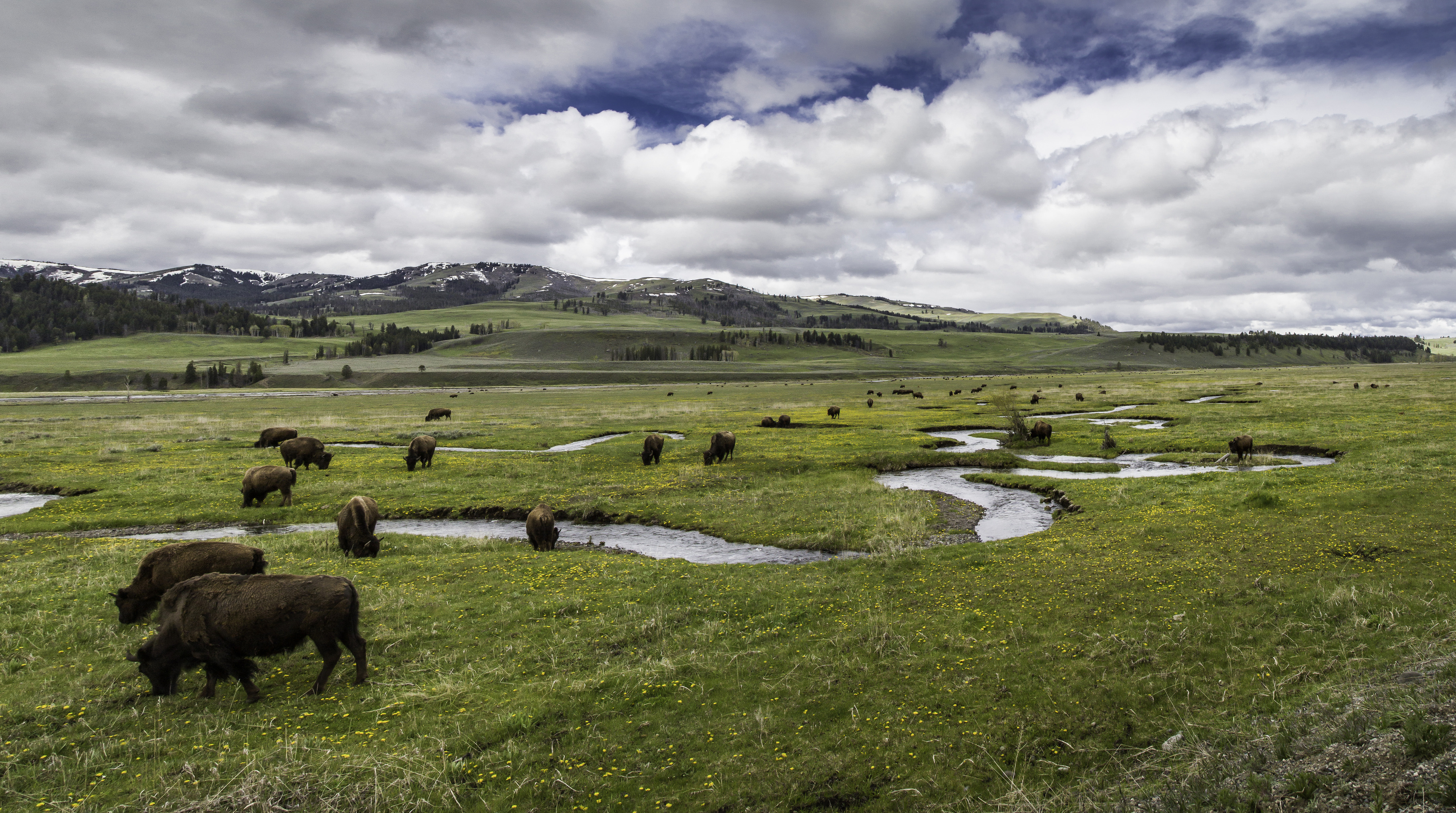 Bison graze along a meandering stream.