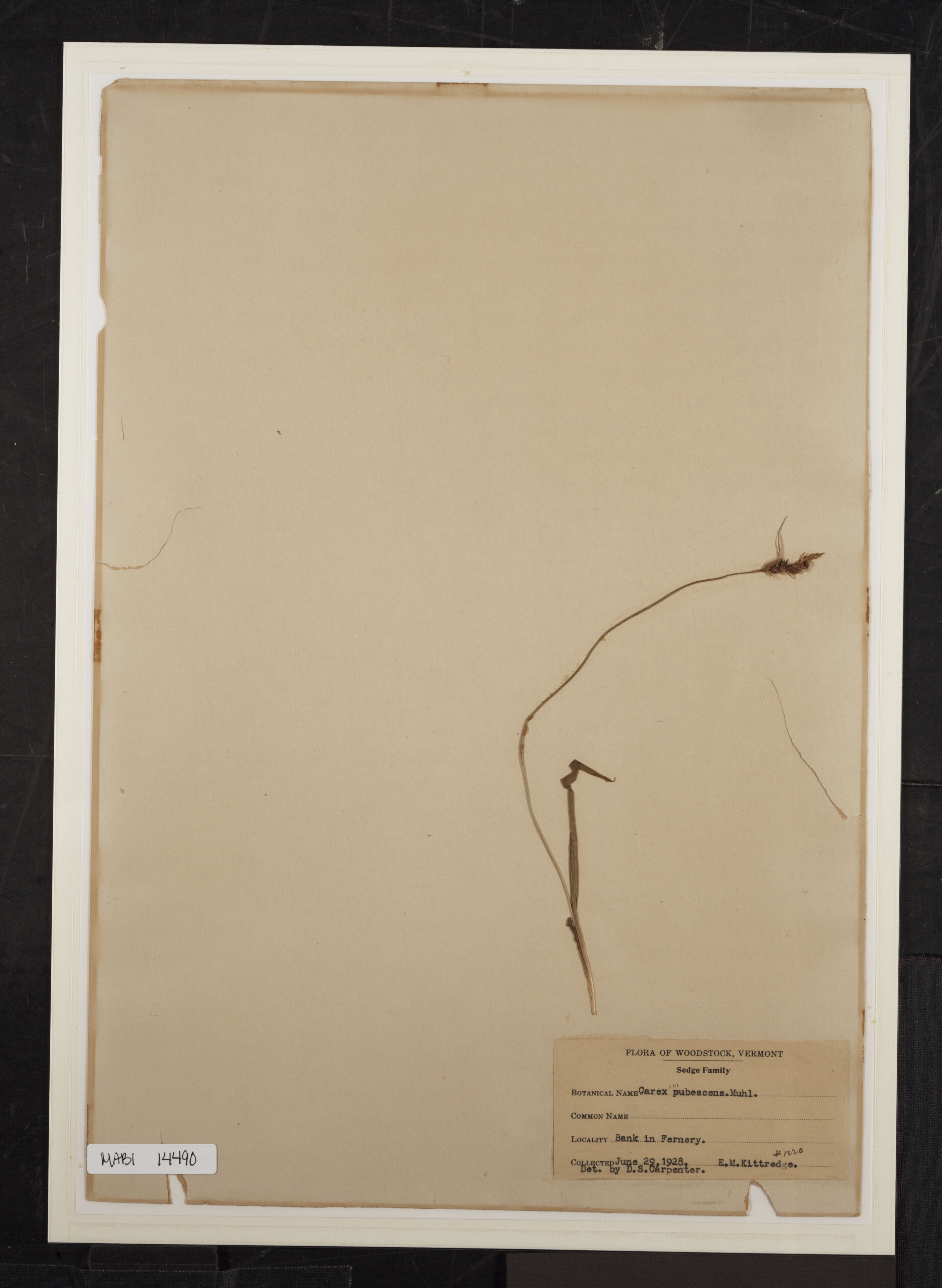 Preserved biological specimen on paper.