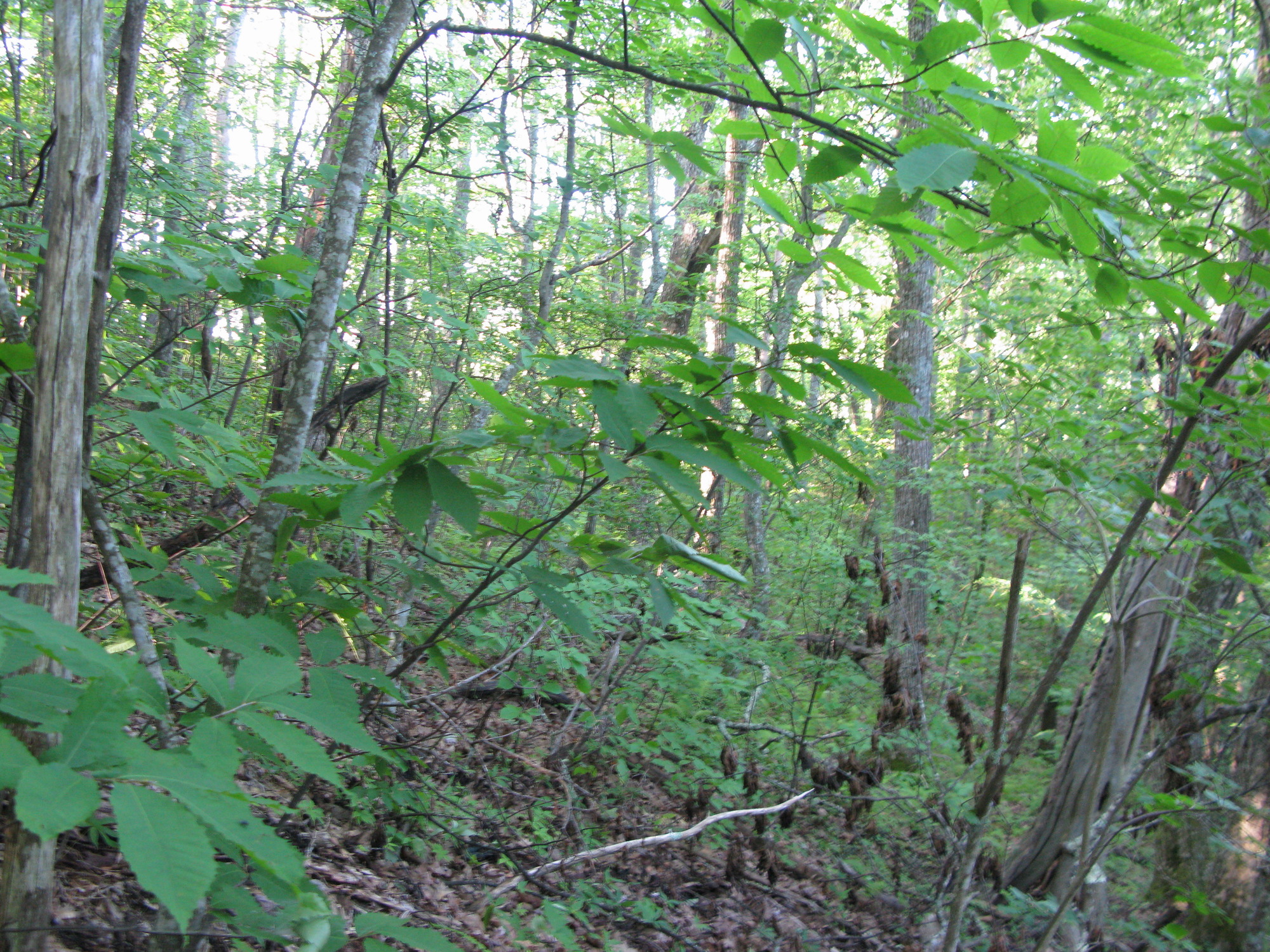 GRSM Accuracy Assessment. Plot Code: GRSM_AA_0251_4