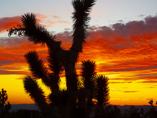 Sun setting behind a Joshua Tree.