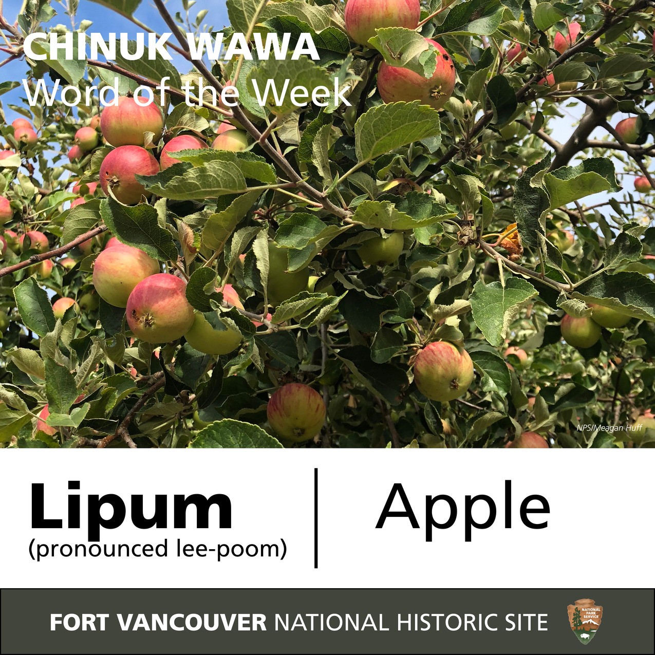 Photo of apples growing on an apple tree, accompanied by the word "Lipum" and its translation.