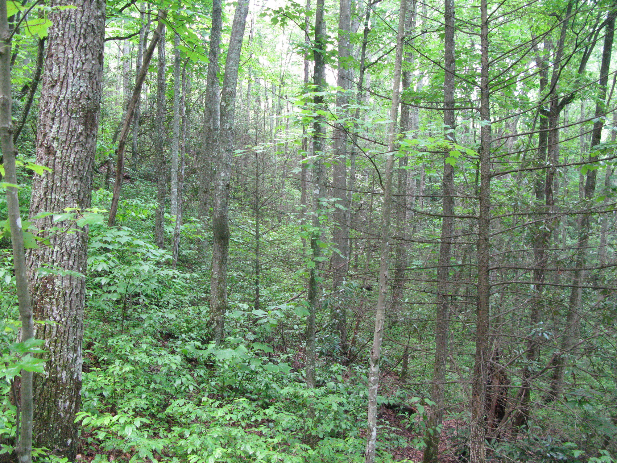 GRSM Accuracy Assessment. Plot Code: GRSM_AA_0442