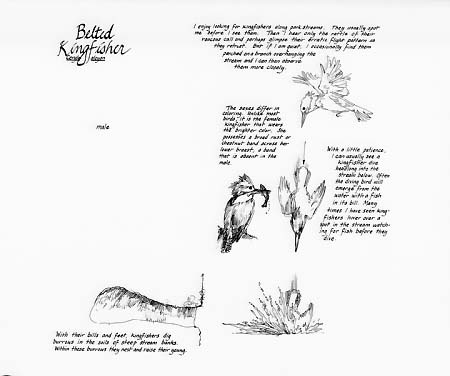 Creek and stream section. Belted kingfisher notebook page.