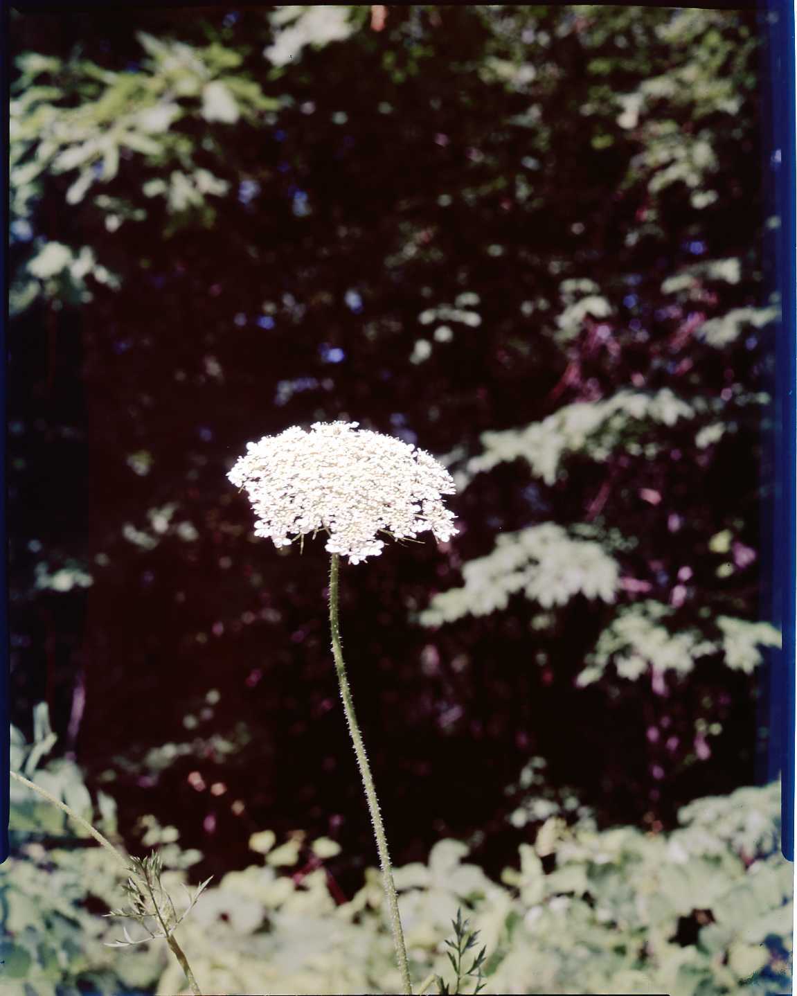 Queen Anne's Lace (Daucus carota)