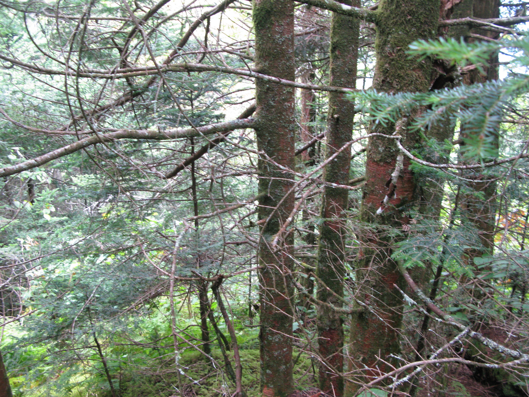 GRSM Accuracy Assessment. Plot Code: GRSM_AA_0274_3