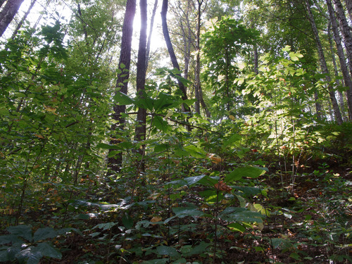 GRSM Accuracy Assessment. Plot Code: GRSM_AA_0919_4