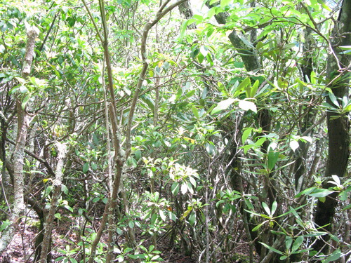 GRSM Accuracy Assessment. Plot Code: GRSM_AA_0381