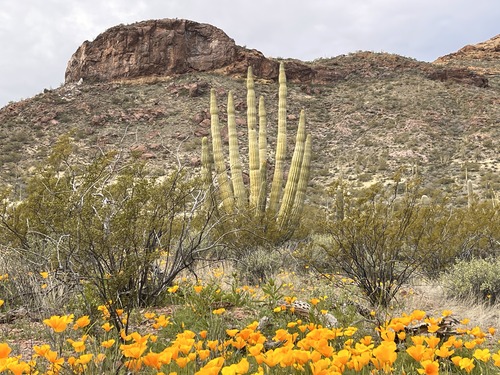 An organ pipe cactus surrounded by small orange yellow poppies near a mountain.