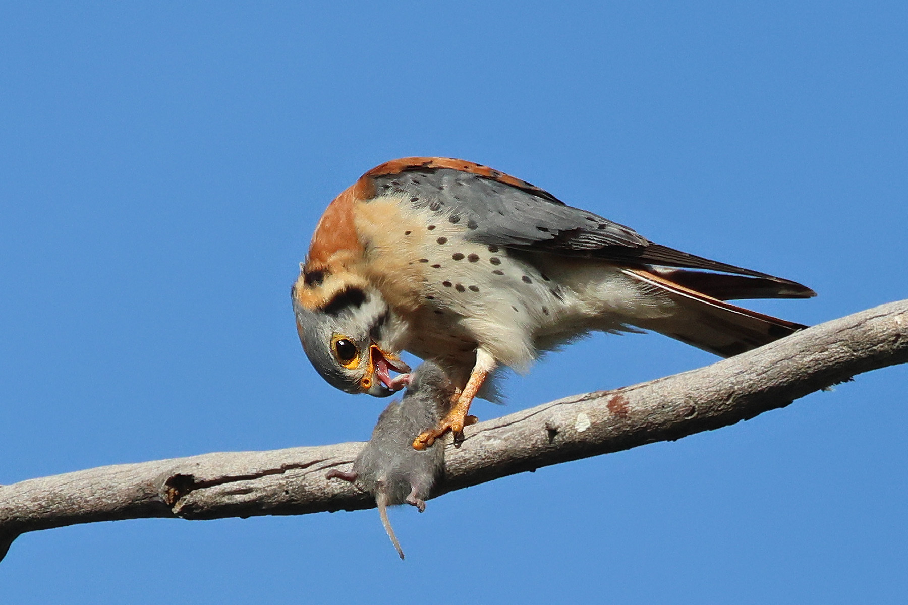 Beatufilly patterned gray, rusty, and white kestrel with black accents leaning its head down and picking apart the head of a small gray rodent with its beak.