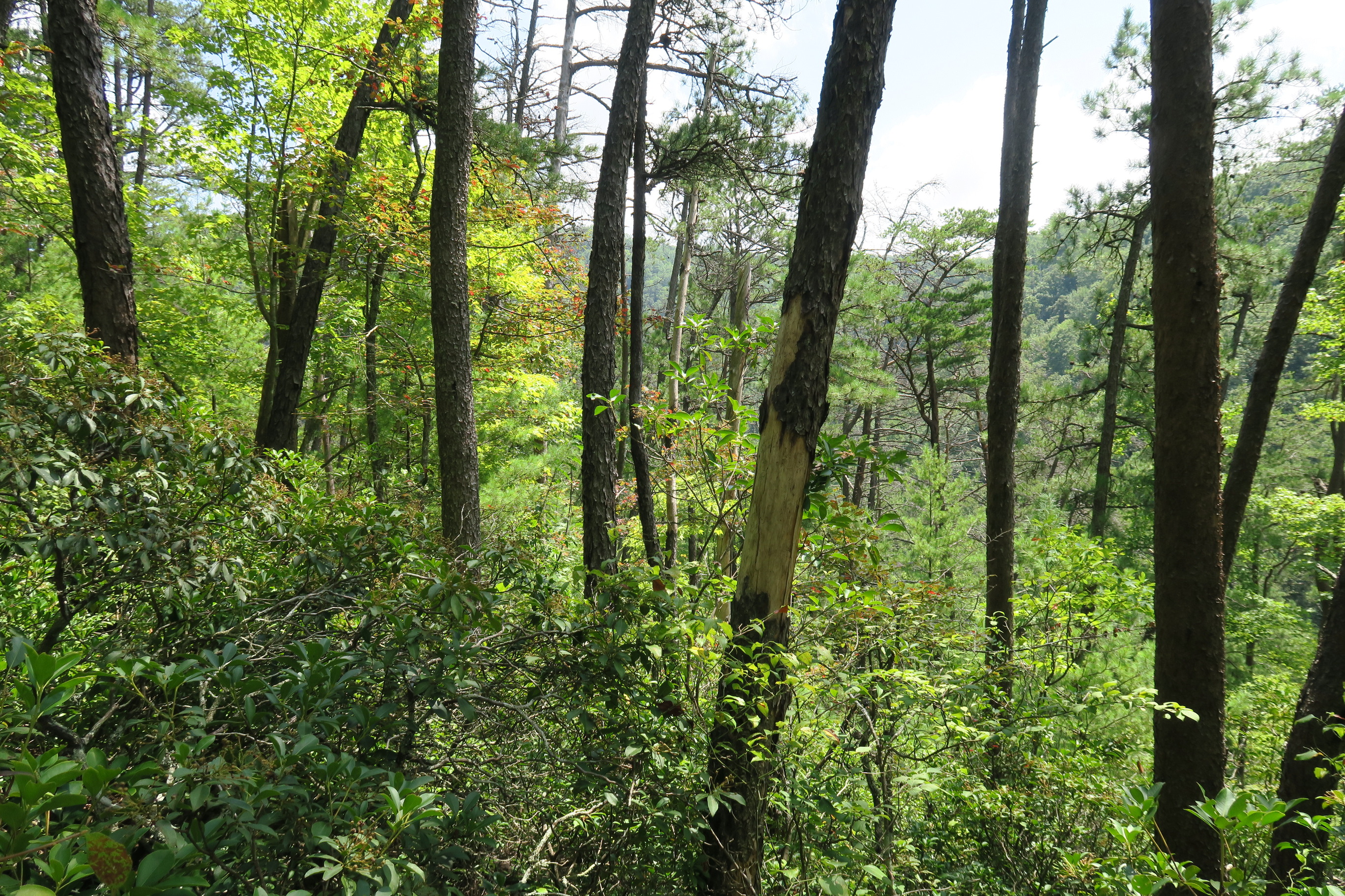 GRSM Accuracy Assessment. Plot Code: GRSM_AA_0732_6