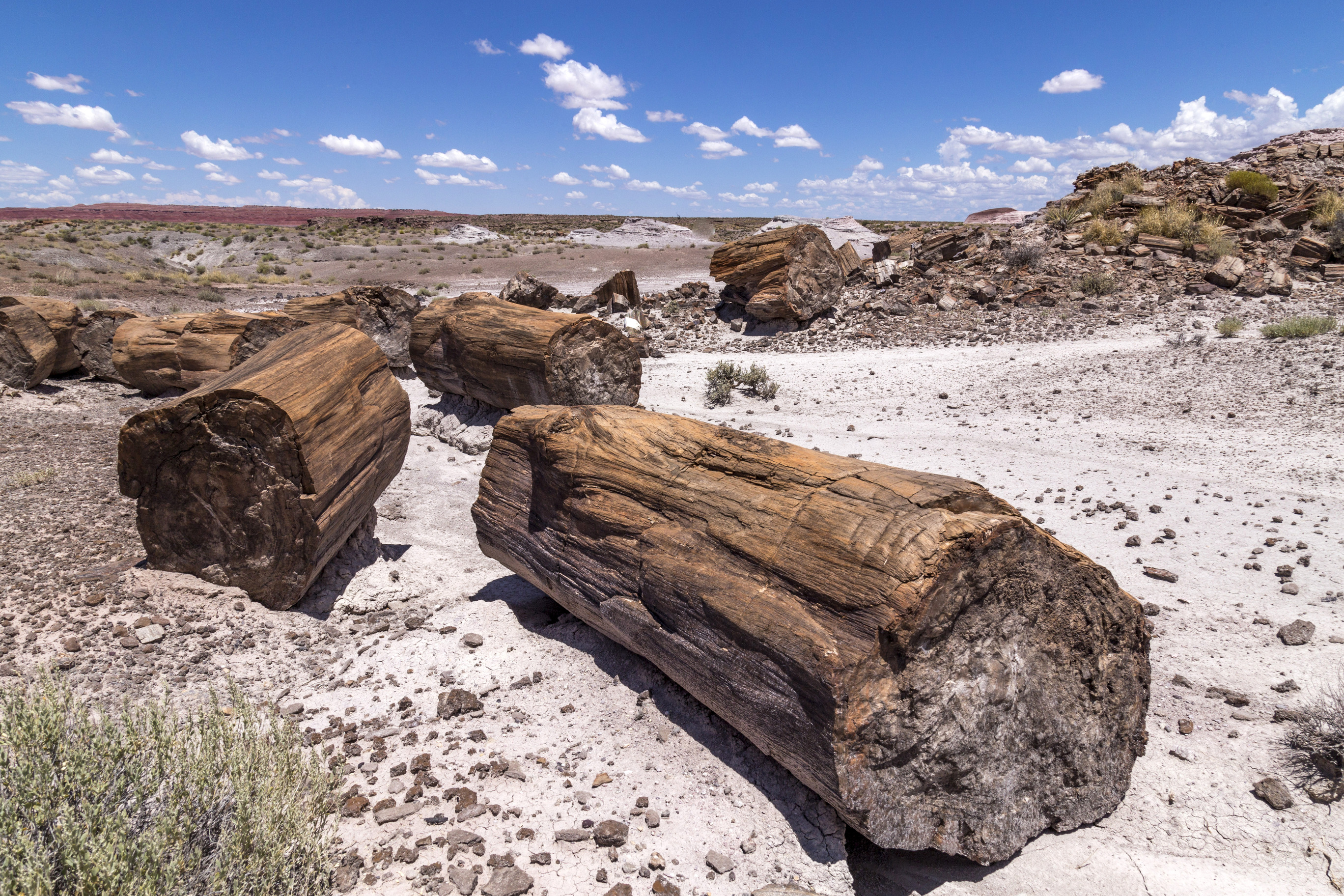 Brown petrified logs in pale Angels' Garden with red badlands in the background and a blue sky.