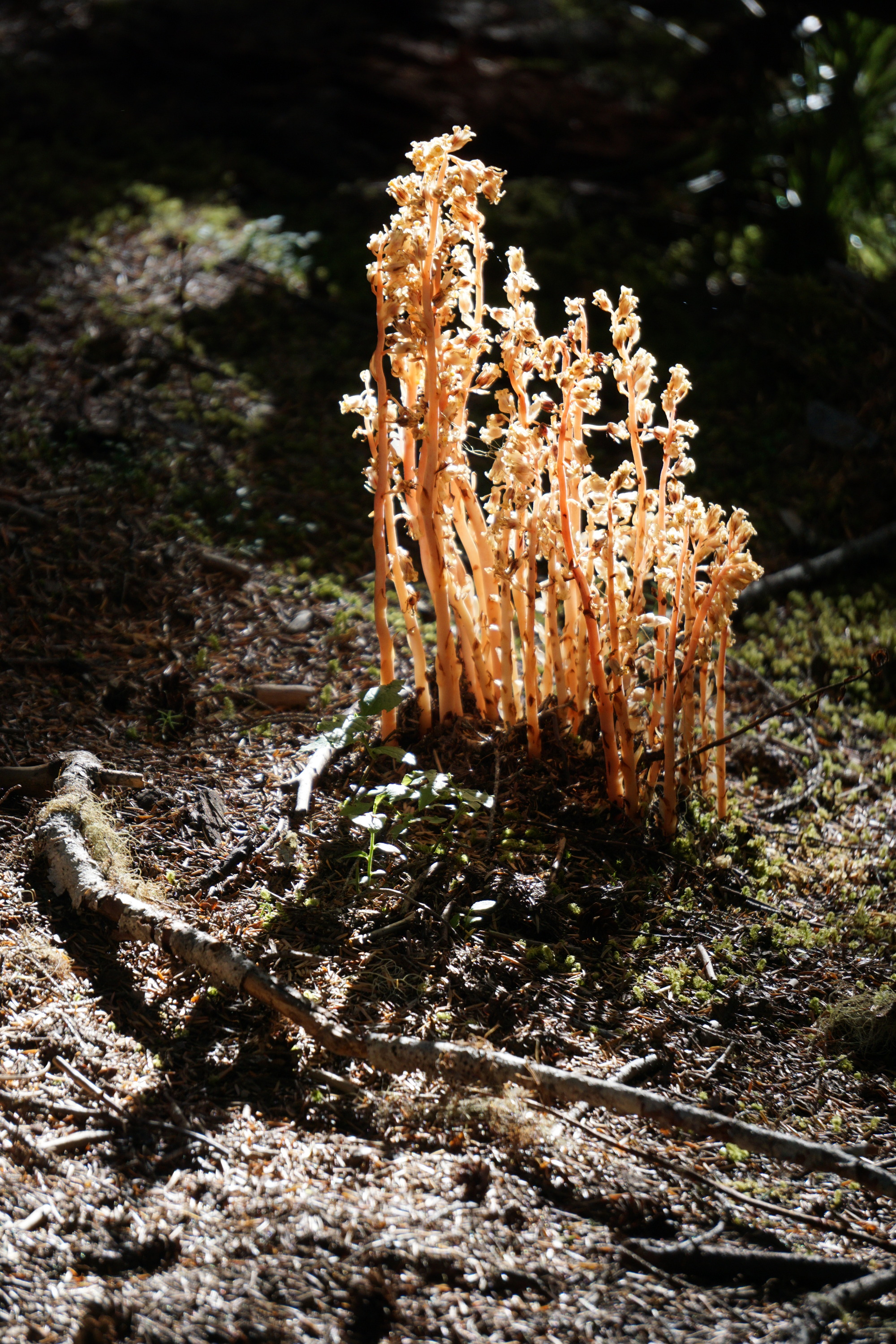 A cluster of white yellow plants blooming in a patch of sunshine on a dark forest floor. 