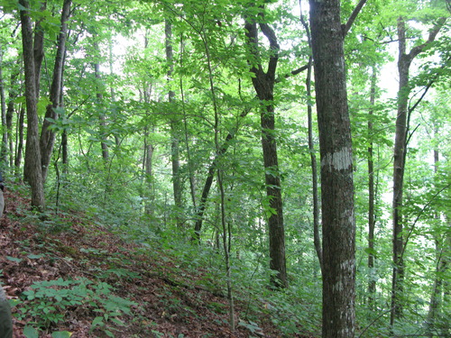 GRSM Accuracy Assessment. Plot Code: GRSM_AA_0725_4