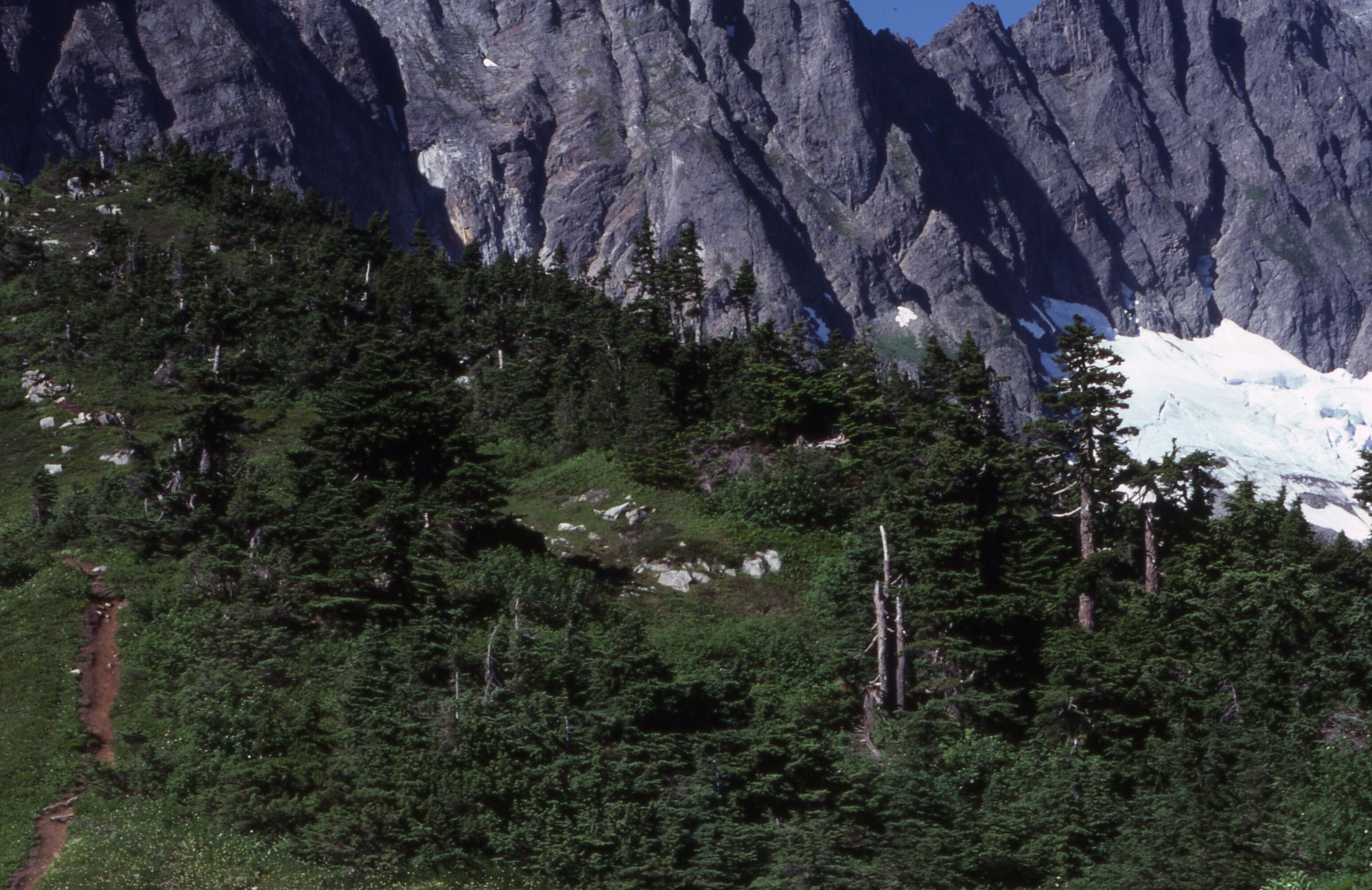 A gentle grassy knoll cut through by a trail with wildflowers, shrubs, and trees. In the background are snowy mountain cliffs.
