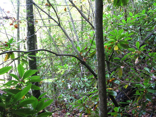 GRSM Accuracy Assessment. Plot Code: GRSM_AA_0266_6