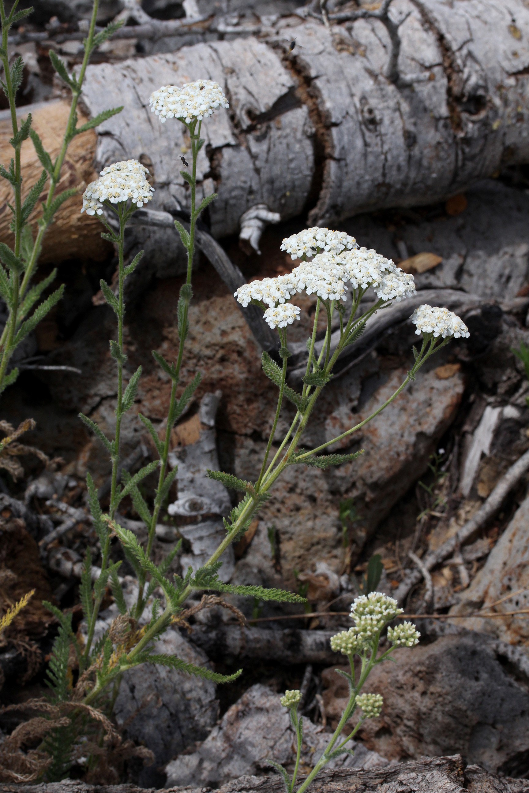 Achillea millefolium, Common yarrow