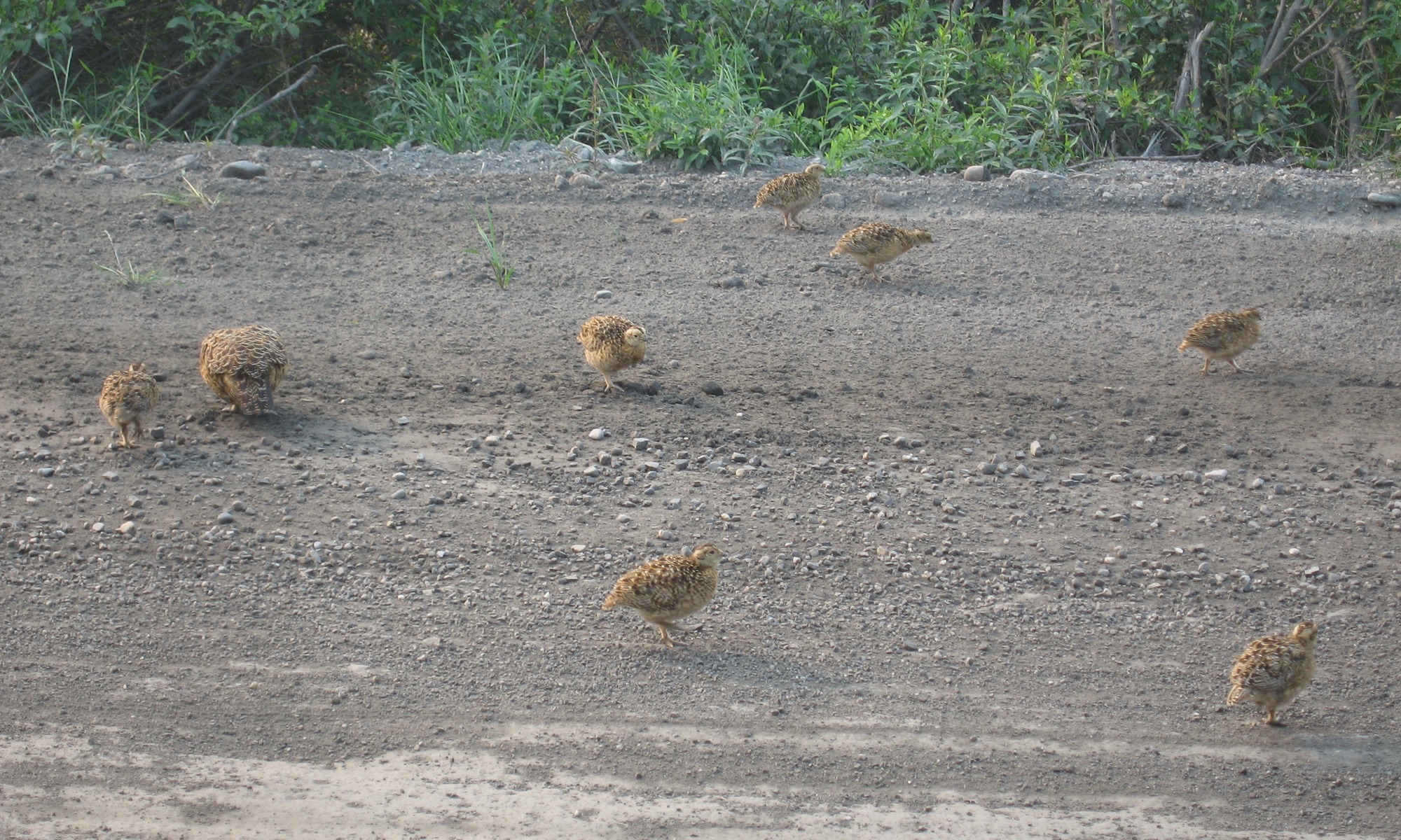 Seven ptarmigan chicks and a parent walking down the Denali Park Road
