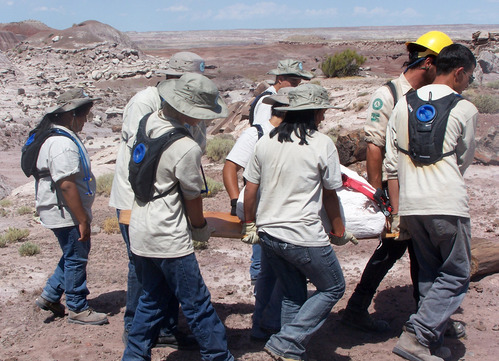 Group of people carrying a large white jacketed fossil in webbing under a blue sky. Badlands in background