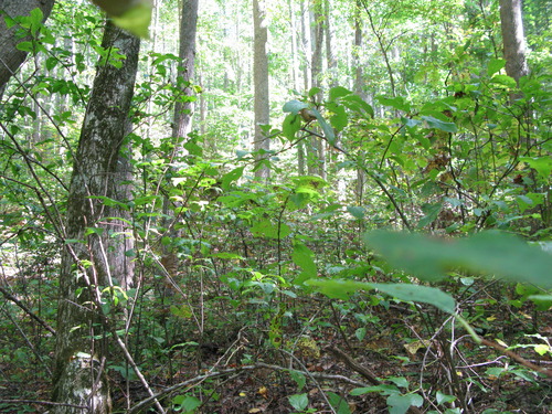 GRSM Accuracy Assessment. Plot Code: GRSM_AA_0065_3