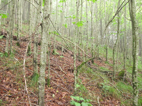 GRSM Accuracy Assessment. Plot Code: GRSM_AA_0217_3