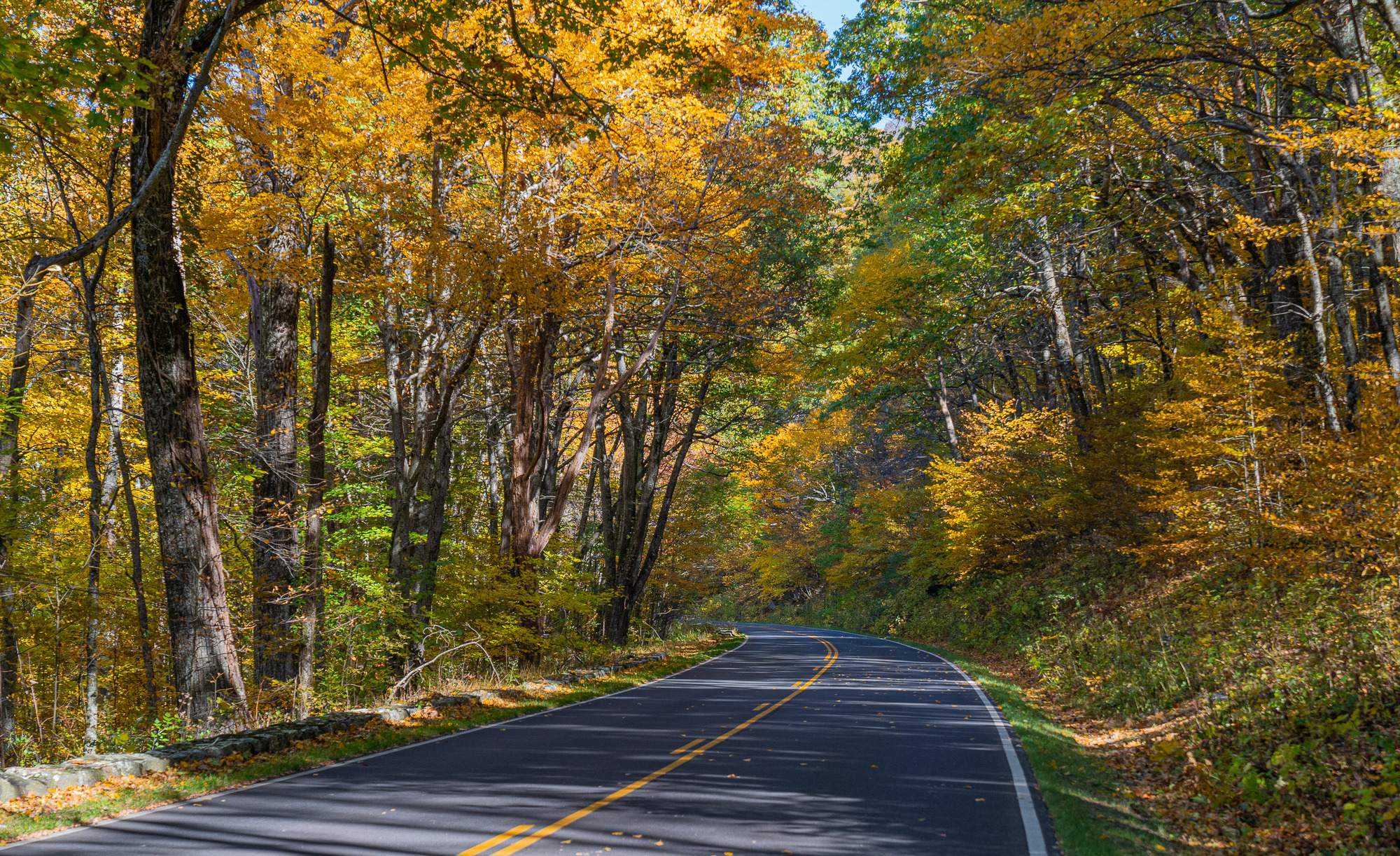 Orange and yellow leaves along Skyline Drive. 