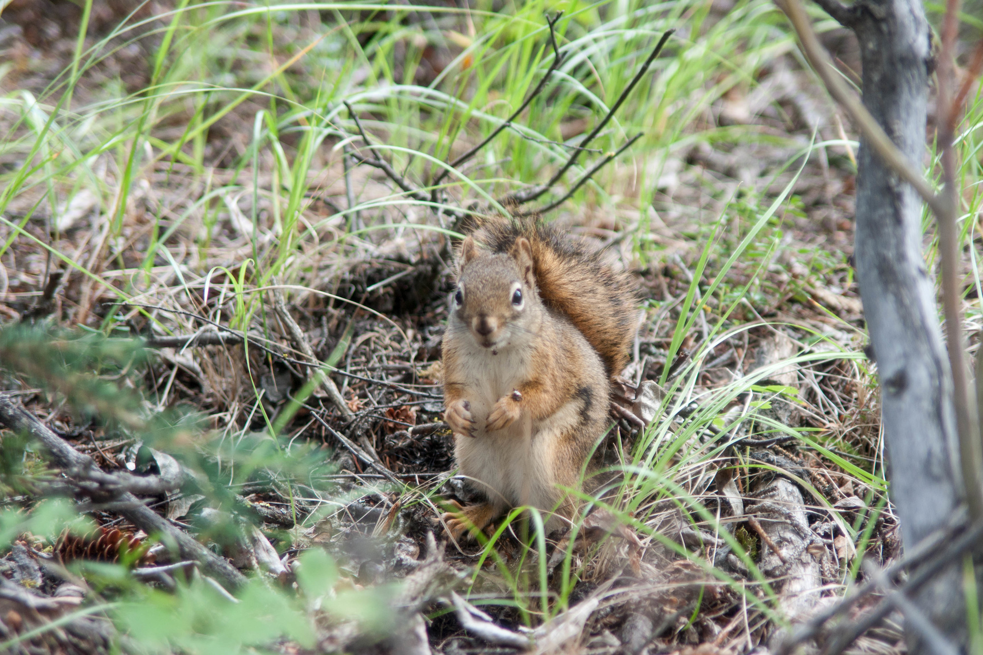 A red squirrel
