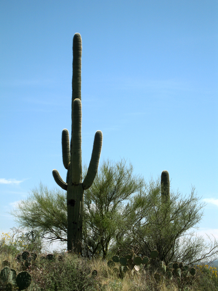 Columnar cactus with four long arms towers into the sky above pricklypear paddles and green paloverde trees.