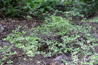 Symphoricarpos oreophilus, Mountain snowberry