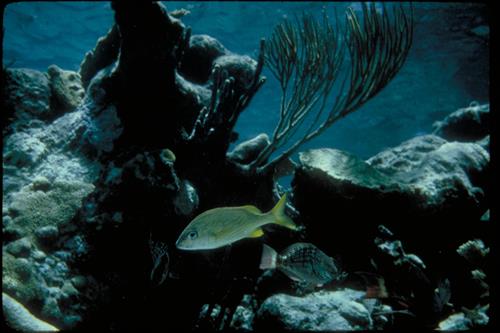 Buck Island Reef National Monument, Virgin Islands