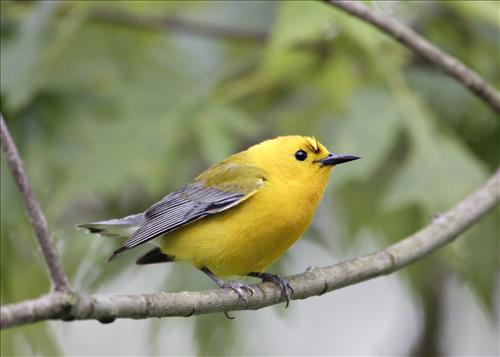 Blue-winged, yellow, yellow-rumped and prothonatory warblers in Cuyahoga Valley National Park