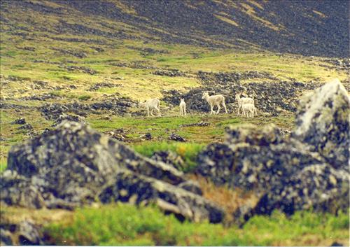 1 Dalls Sheep in Alaska