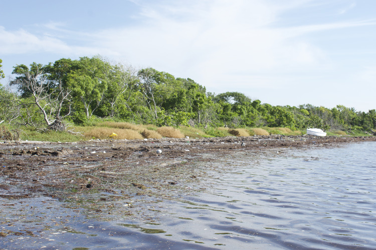 Marine debris littering beach of Palm Cove on Elliott Key, looking at the beach from the water