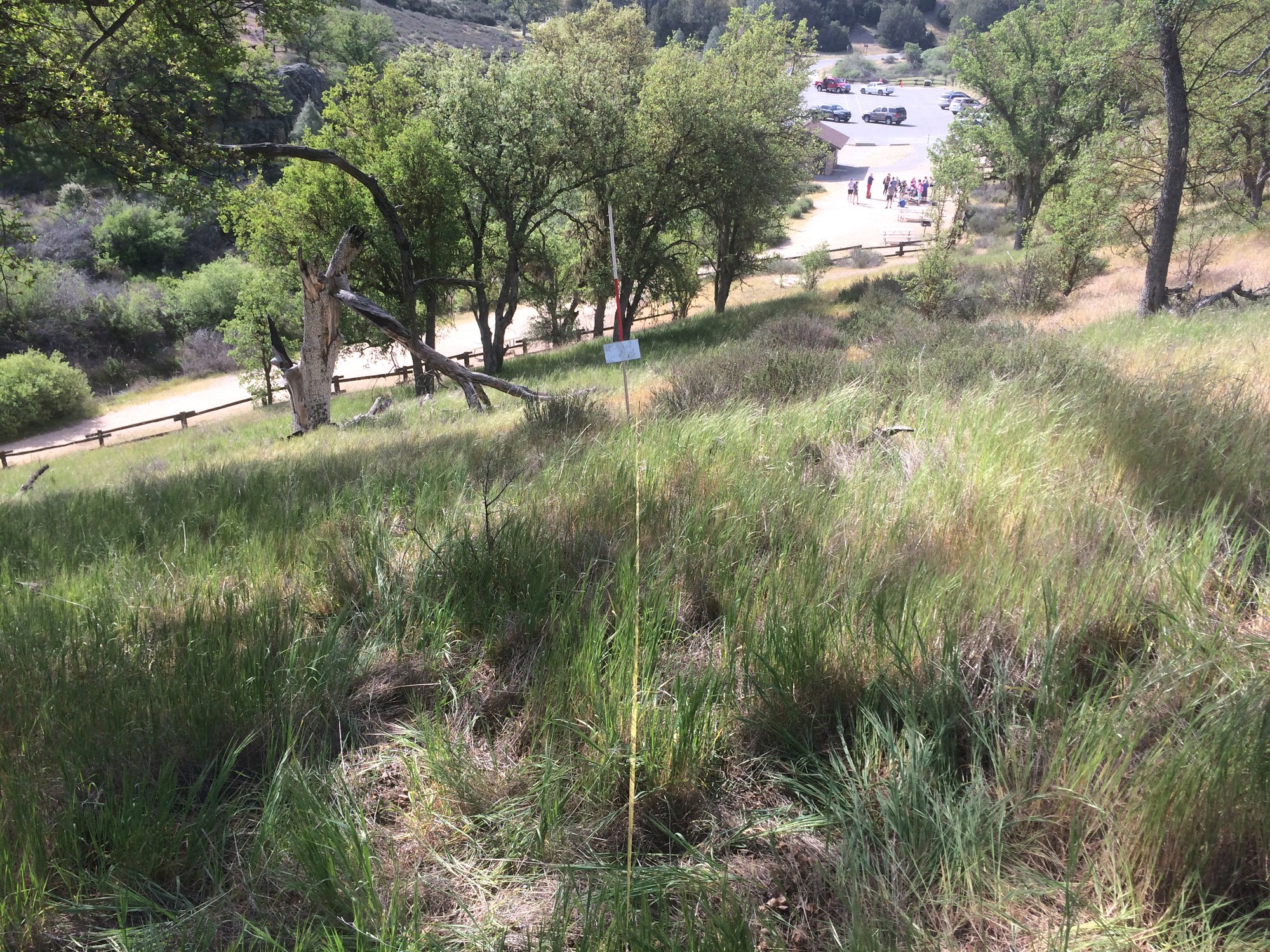 Eye-level view from the center point of a plant community monitoring plot