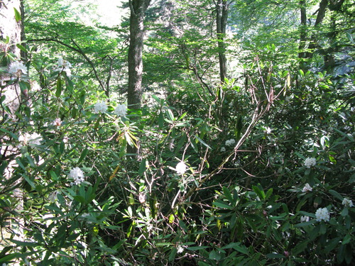 GRSM Accuracy Assessment. Plot Code: GRSM_AA_0003_6