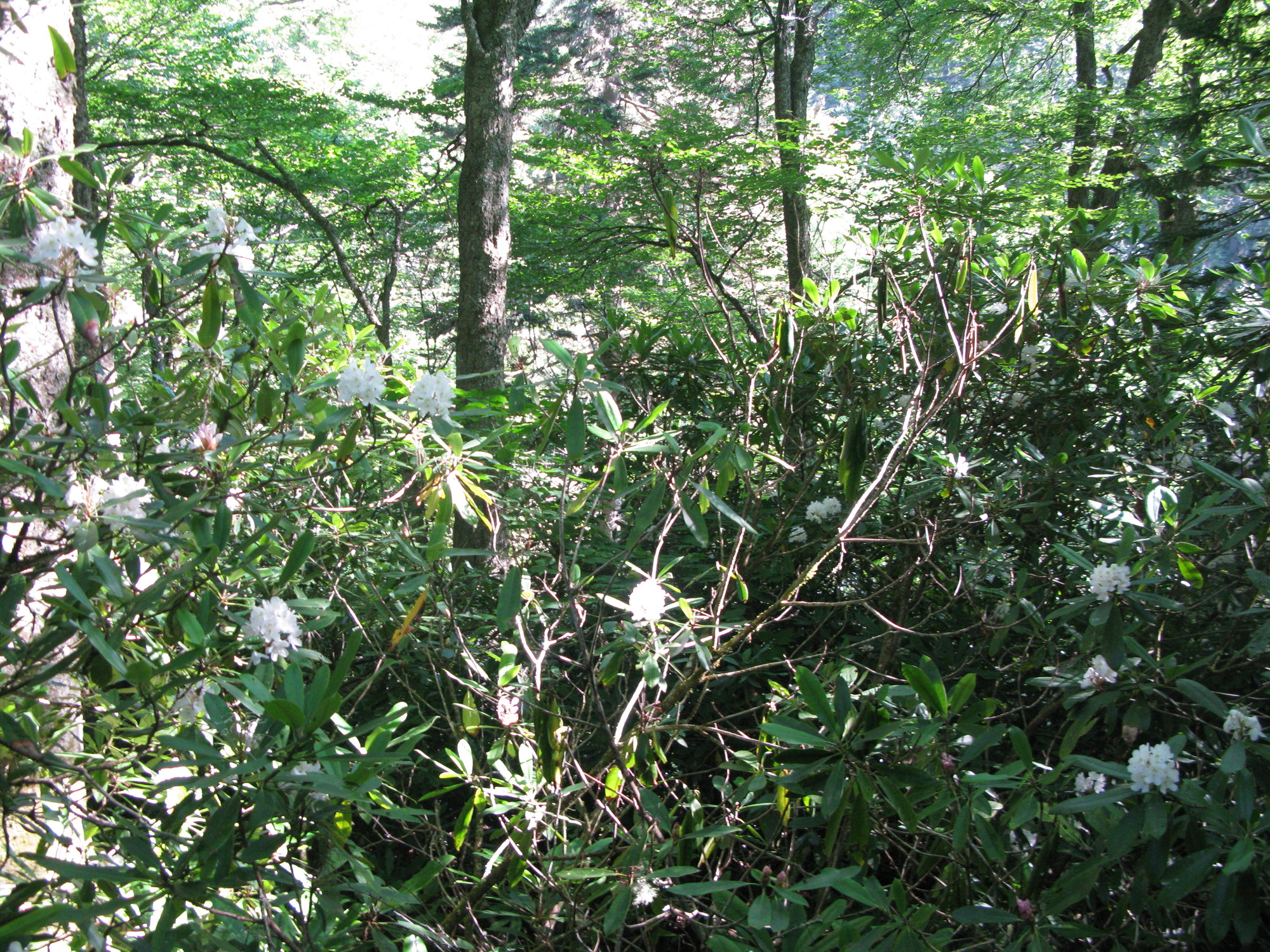 GRSM Accuracy Assessment. Plot Code: GRSM_AA_0003_6