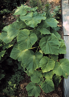 Image of Paulownia tomentosa, a species of Vascular Plant