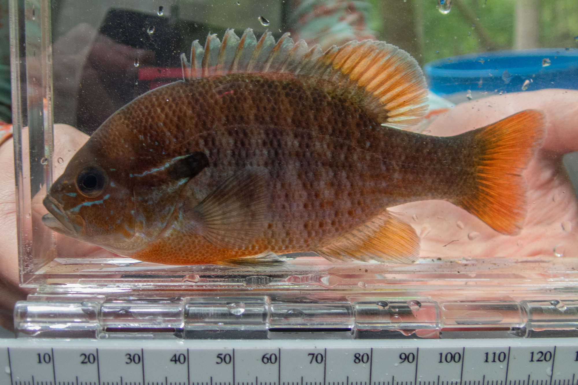 Lepomis auritus (redbreast sunfish) - full body, medium adult male
