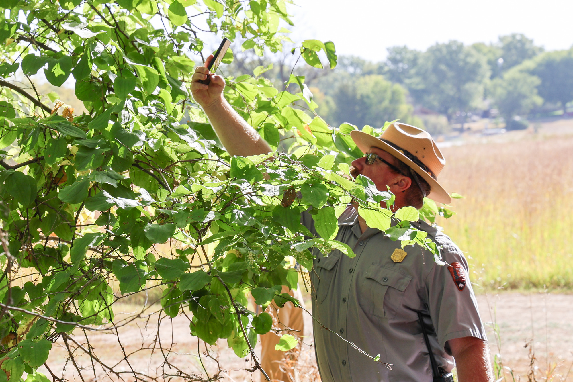 Uniformed park ranger looks up as he stands with his cellphone close to a tree leaf.