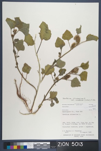 Herbarium Specimen Sheet 5013