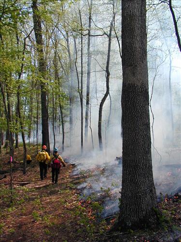 Jim Lee Prescribed burn, Mammoth Cave National Park, 2004