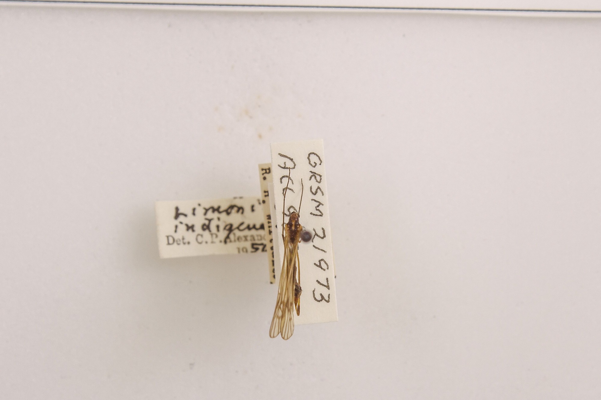 Image of Limonia indigena, a species of Animalia