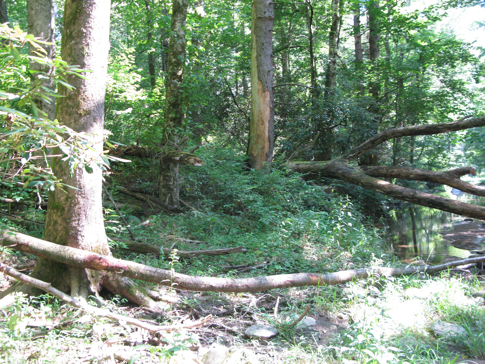 GRSM Accuracy Assessment. Plot Code: GRSM_AA_0752_4