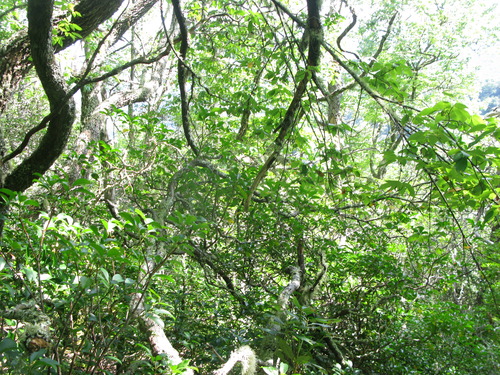 GRSM Accuracy Assessment. Plot Code: GRSM_AA_0883_4