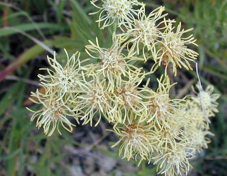 False boneset
Brickellia eupatorioides
Blooms: August - October
