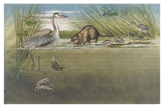Bayou biome scene above and below the water line showing Clapper rail with chicks, muskrat, Great Blue heron, grasshopper, Fiddler crabs, Diamondback terrapin, dragonfly, and Marsh periwinkles.