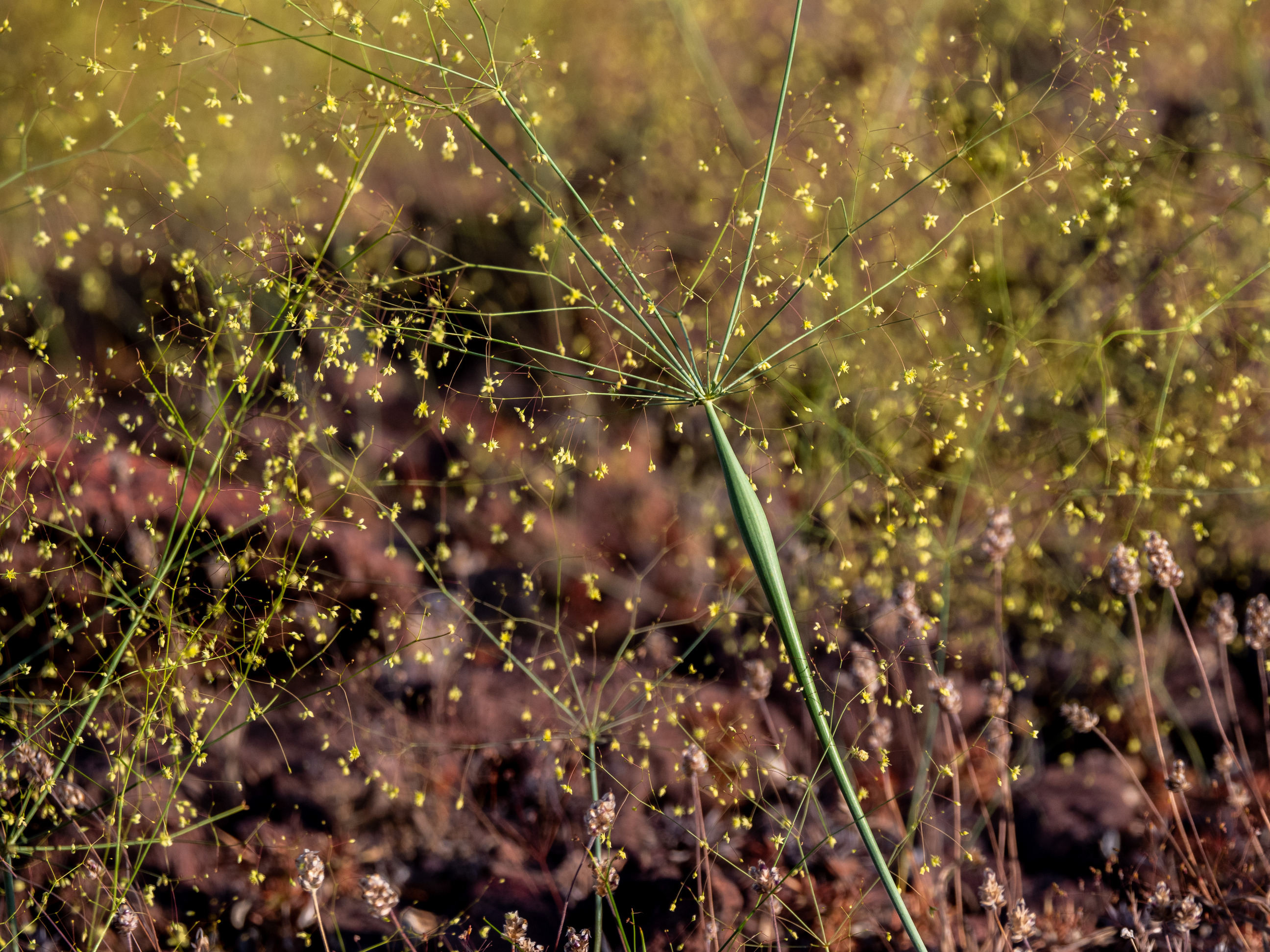 ground level view tree like plant with very small yellow flowers