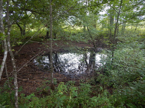 GRSM Accuracy Assessment. Plot Code: GRSM_AA_0717_8