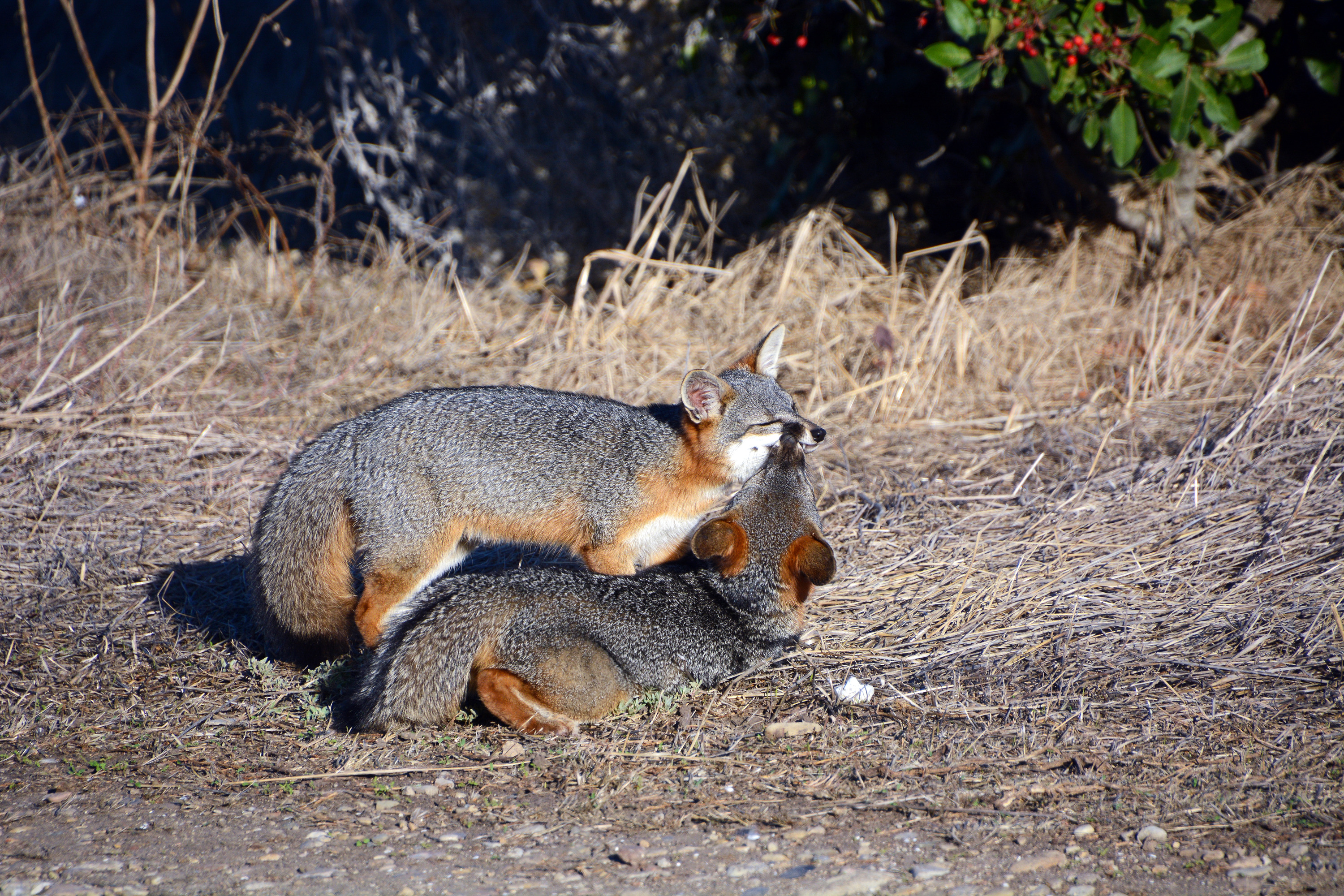 fox nibbling on friend near water canyon SRI