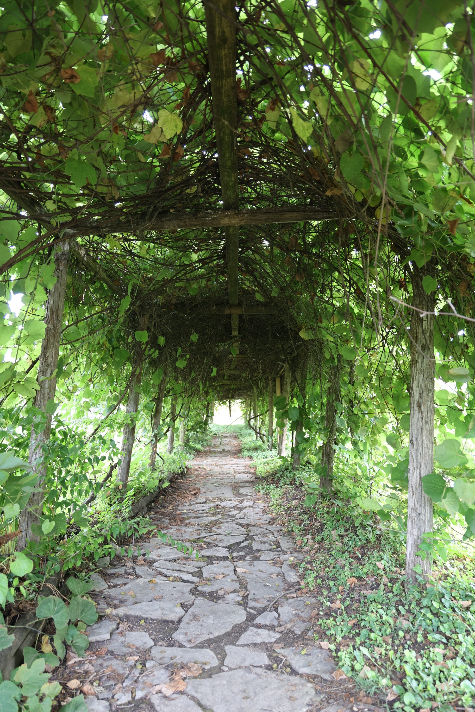 Green grape vines covering arched arbor over a stone path. 