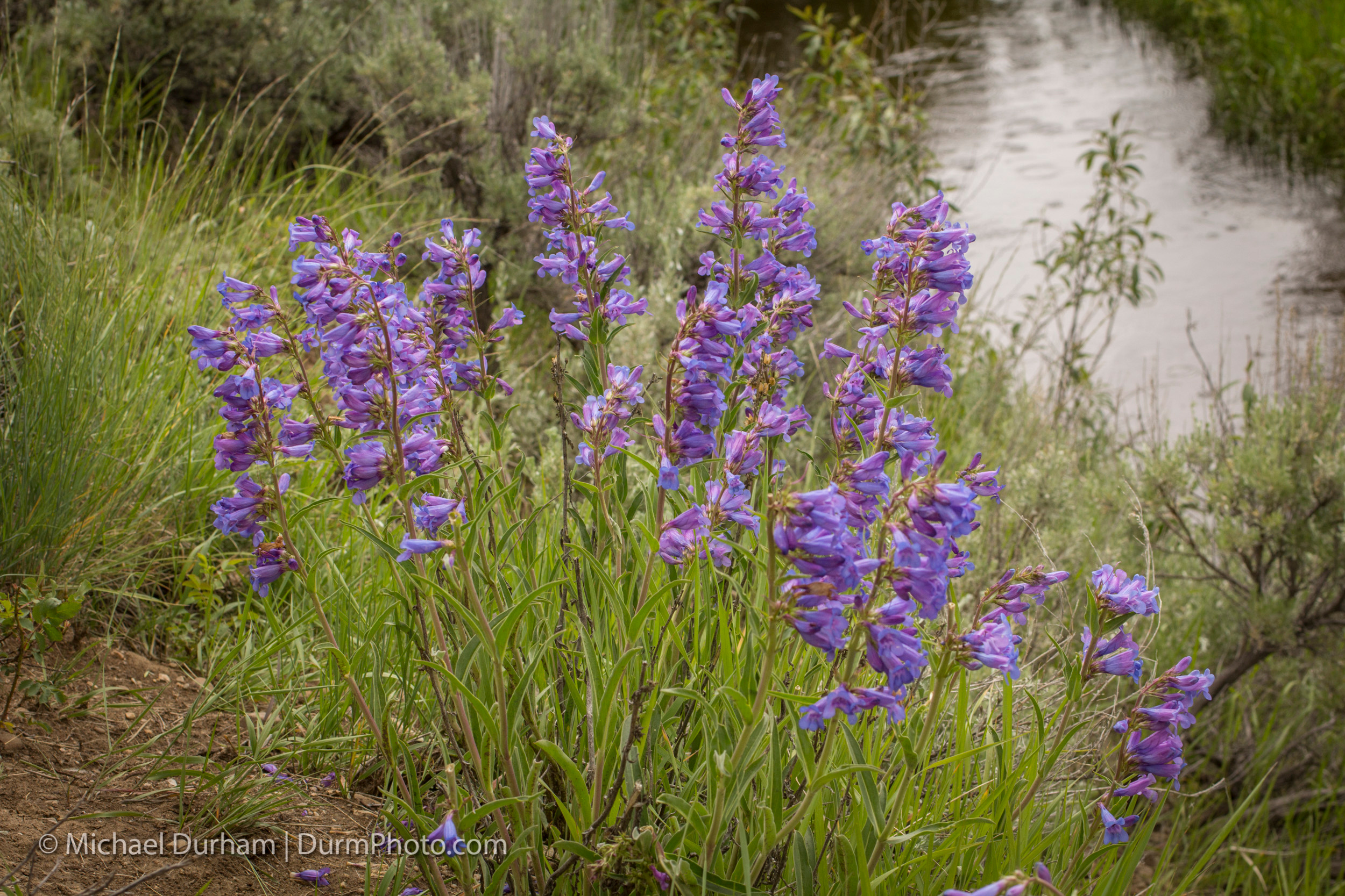 Rare lemhi penstemon (Penstemon lemhiensis)  flowers at Big Hole National Battlefield, Montana. The plant is considered at risk for extinction by the Montana Natural Heritage Program and It is a category 2 candidate for federal listing as threatened.